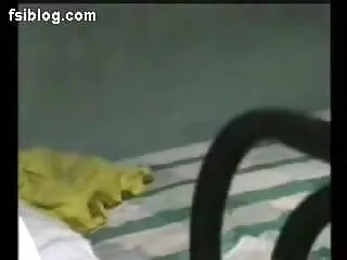 पागल फ्रेंच फुल सेक्सी मूवी वीडियो में फूहड़
